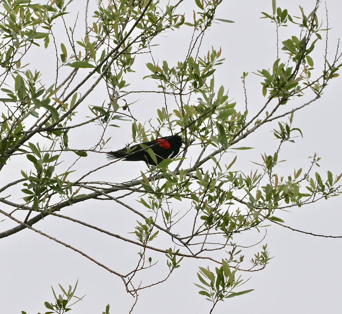 Red-winged Blackbird (California Bicolored) - ML617682760