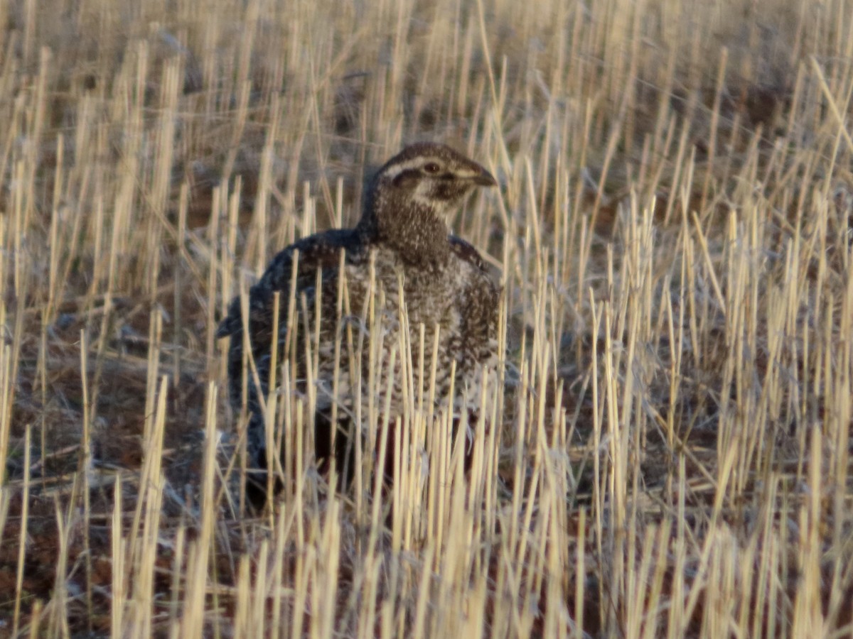 Greater Sage-Grouse - ML617682772