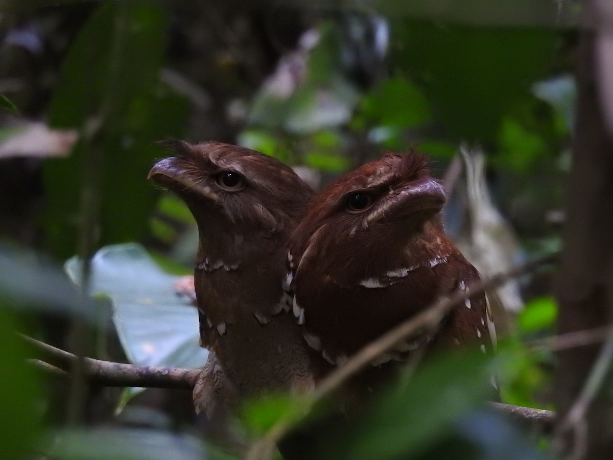 Philippine Frogmouth - ML617682783