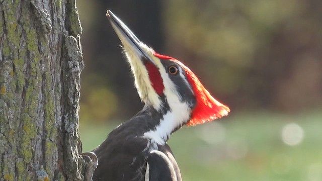 Pileated Woodpecker - ML617682789