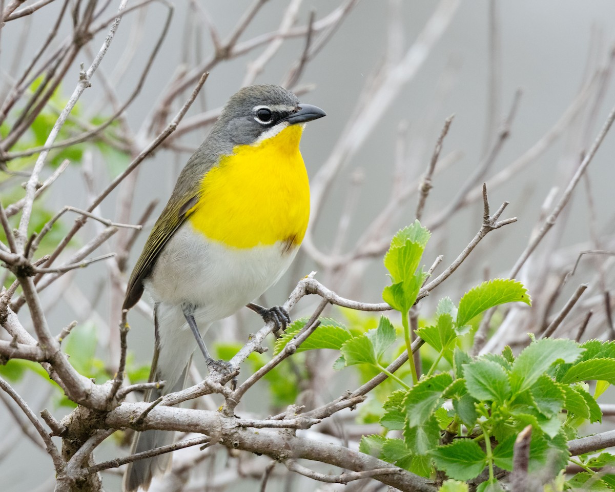 Yellow-breasted Chat - ML617682795