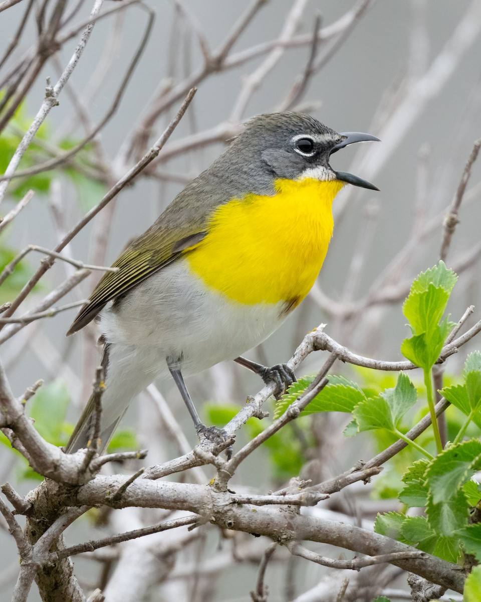 Yellow-breasted Chat - ML617682796