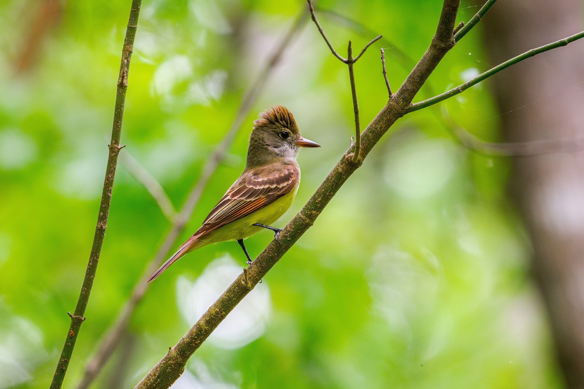 Great Crested Flycatcher - ML617682799