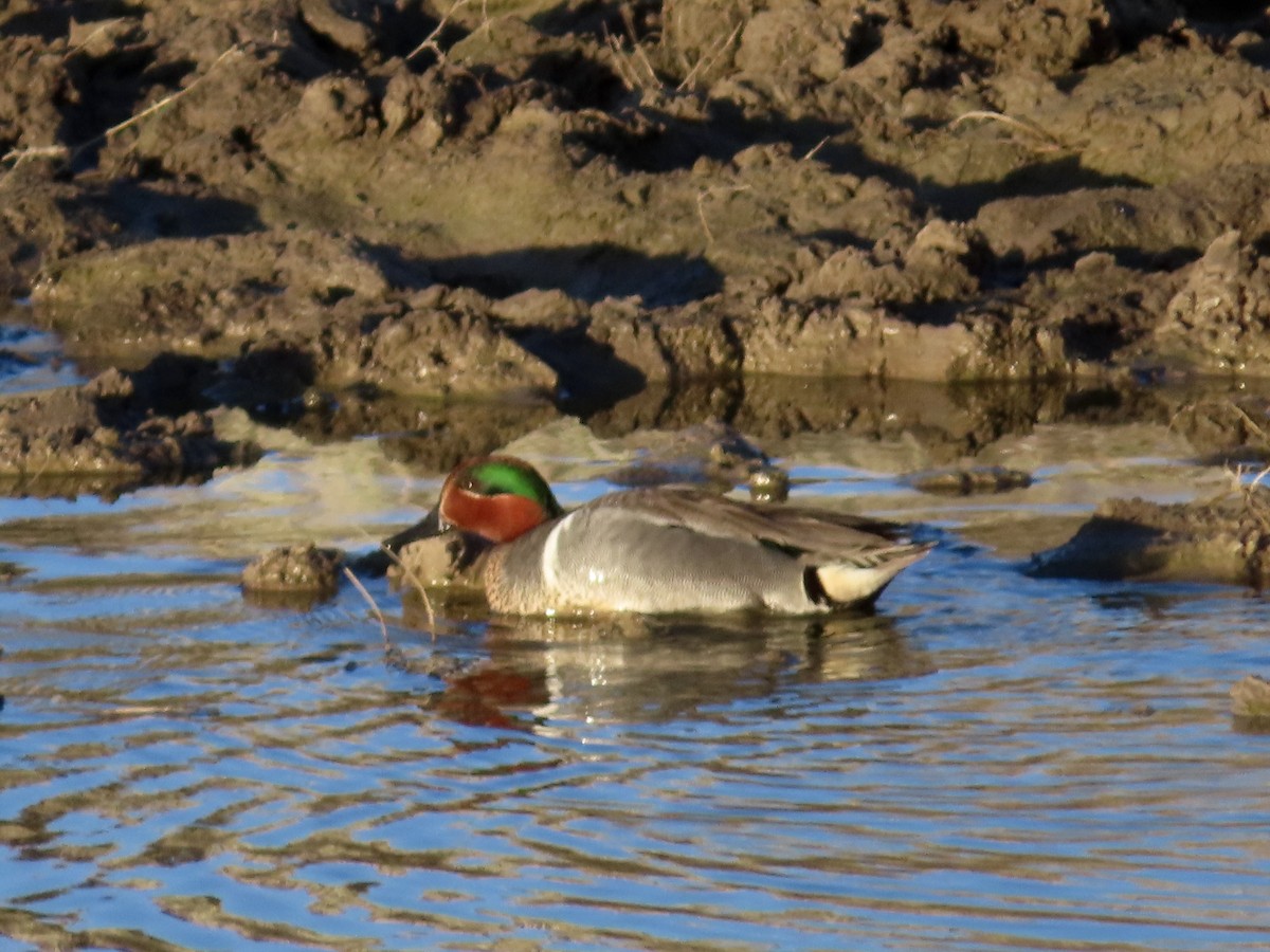 Green-winged Teal - ML617682837
