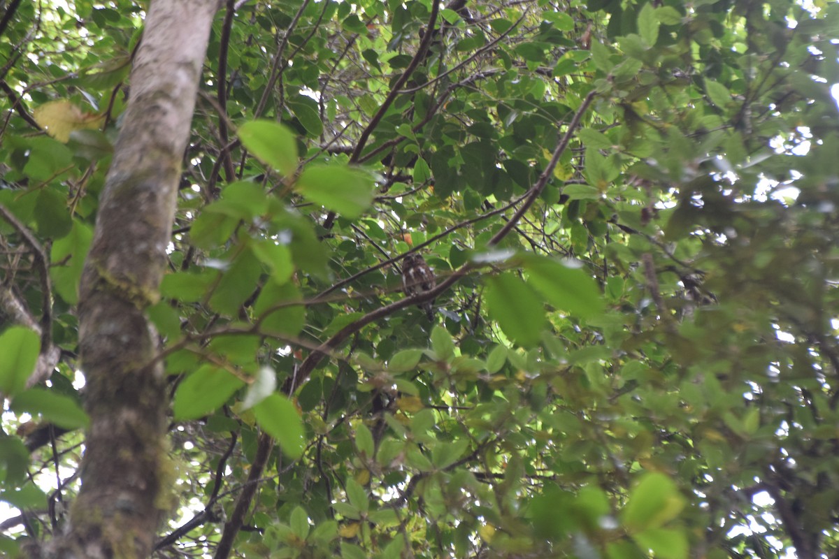 Costa Rican Pygmy-Owl - ML617682912