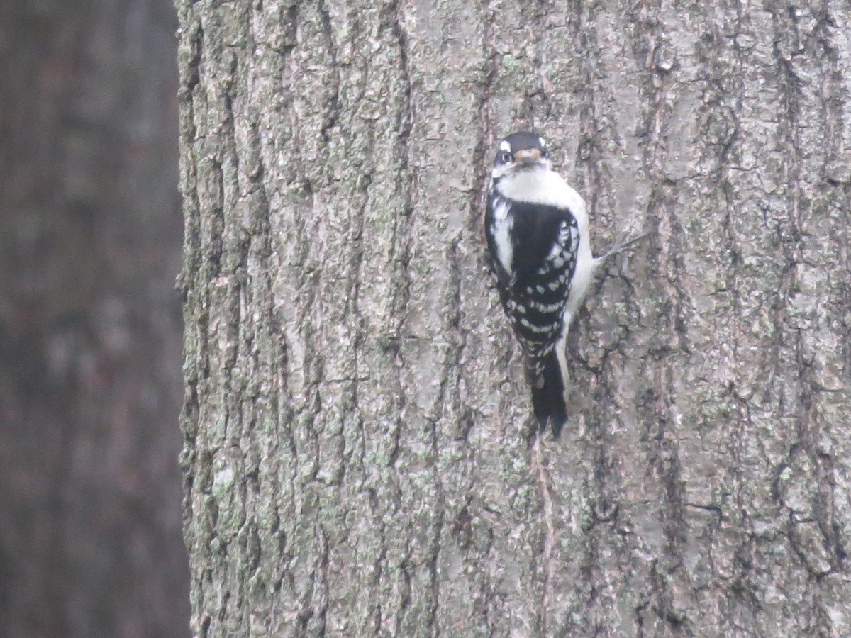 Downy Woodpecker (Eastern) - ML617682914