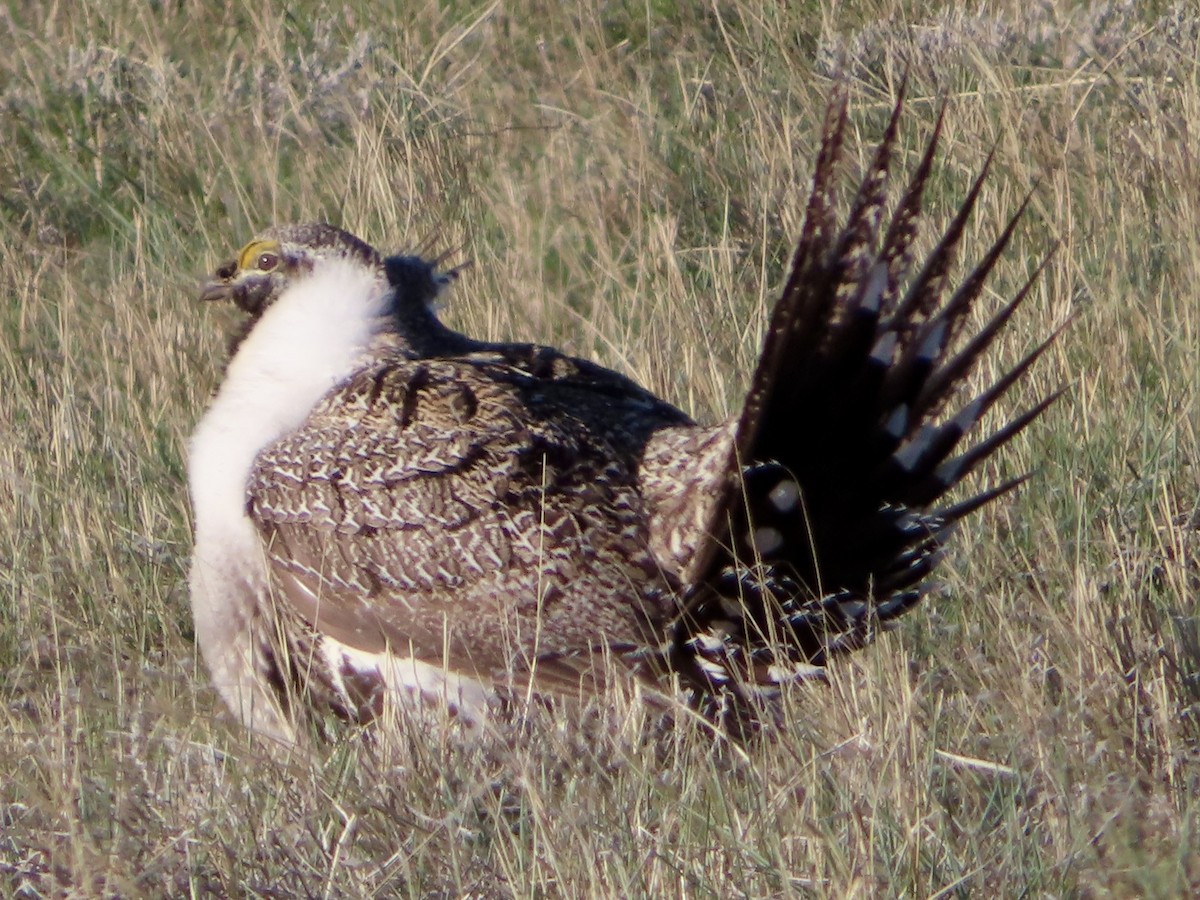 Greater Sage-Grouse - ML617682959
