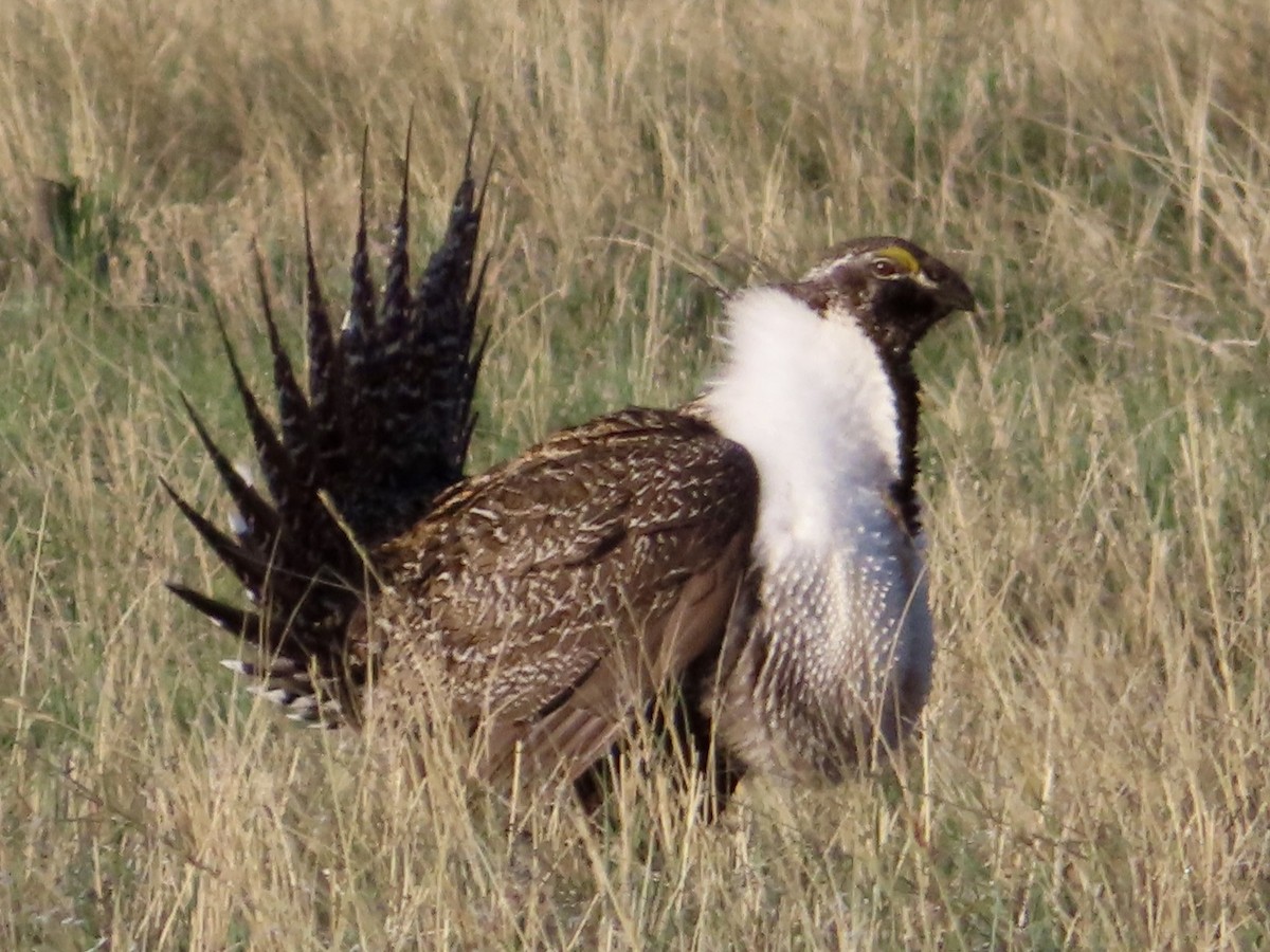 Greater Sage-Grouse - ML617682971