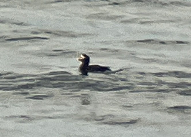 Long-tailed Duck - ML617682978