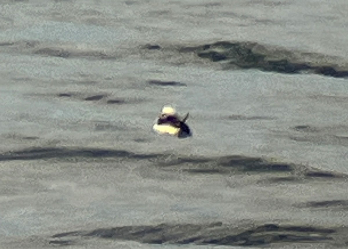 Long-tailed Duck - ML617682983