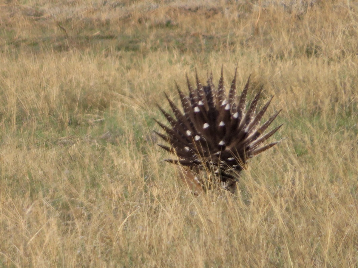 Greater Sage-Grouse - ML617682985