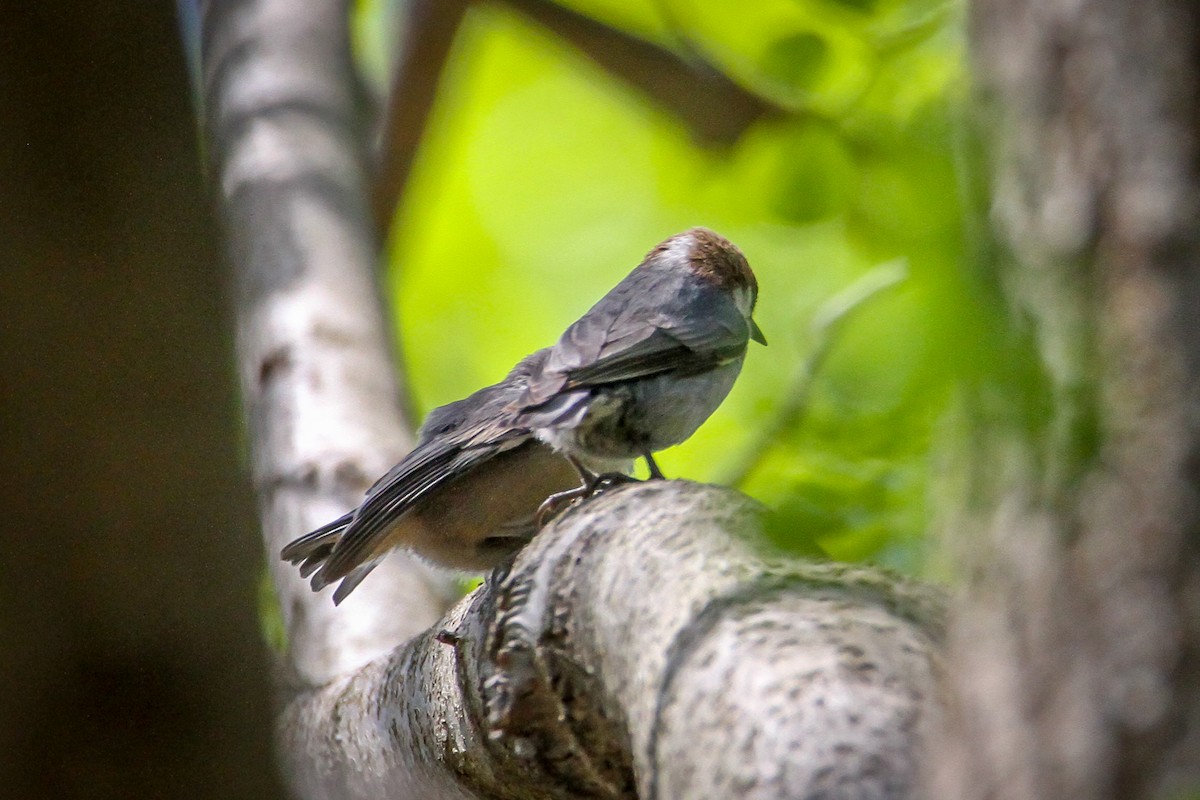 Brown-headed Nuthatch - ML617682994