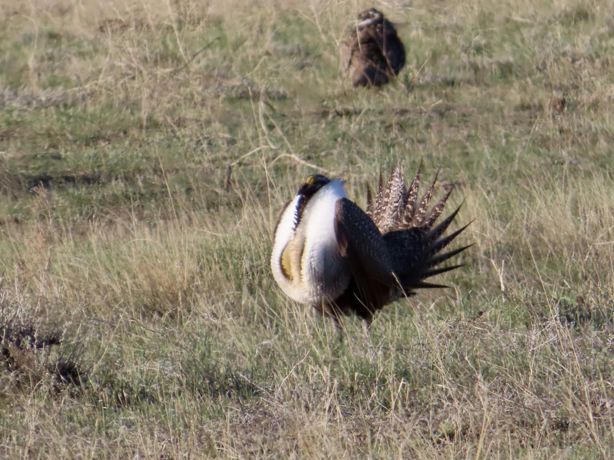 Greater Sage-Grouse - ML617683000