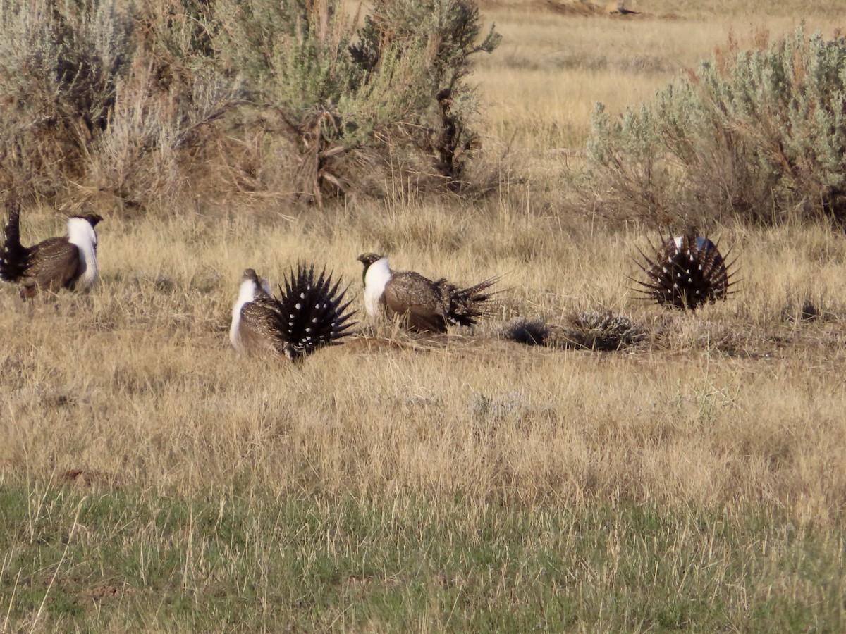 Greater Sage-Grouse - ML617683016