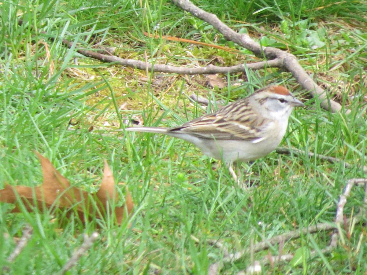 Chipping Sparrow - ML617683031