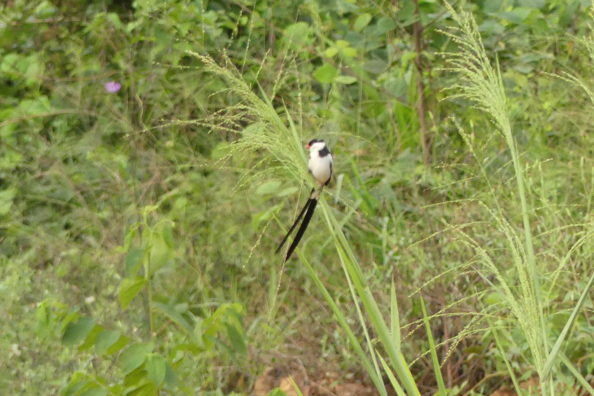 Pin-tailed Whydah - ML617683037