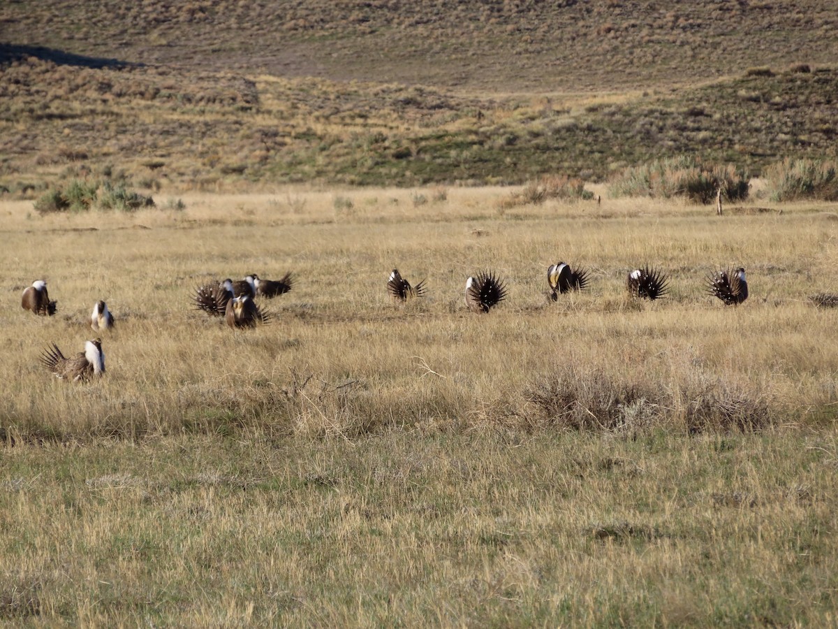 Greater Sage-Grouse - ML617683038