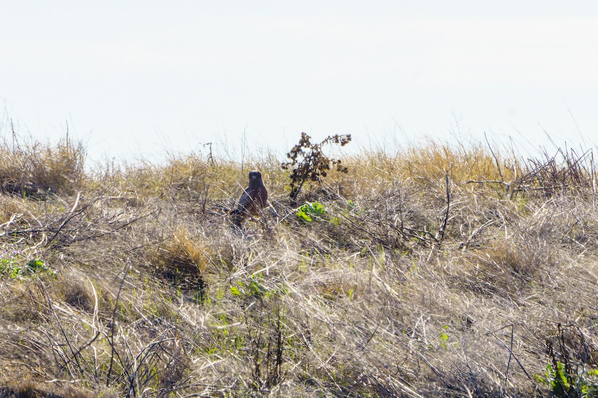 Spotted Harrier - ML617683126