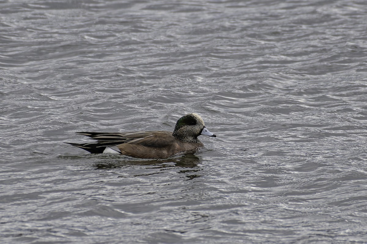 American Wigeon - George Roussey