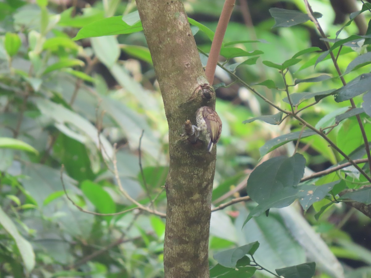 Scaled Piculet - ML617683191