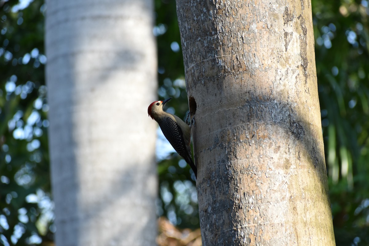 Golden-fronted Woodpecker (Velasquez's) - ML617683261