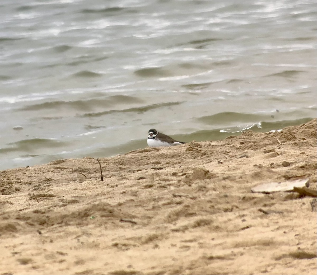 Semipalmated Plover - Cynthia Madsen