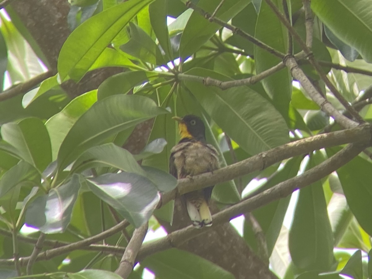 Yellow-throated Cuckoo - Peter Dunwiddie