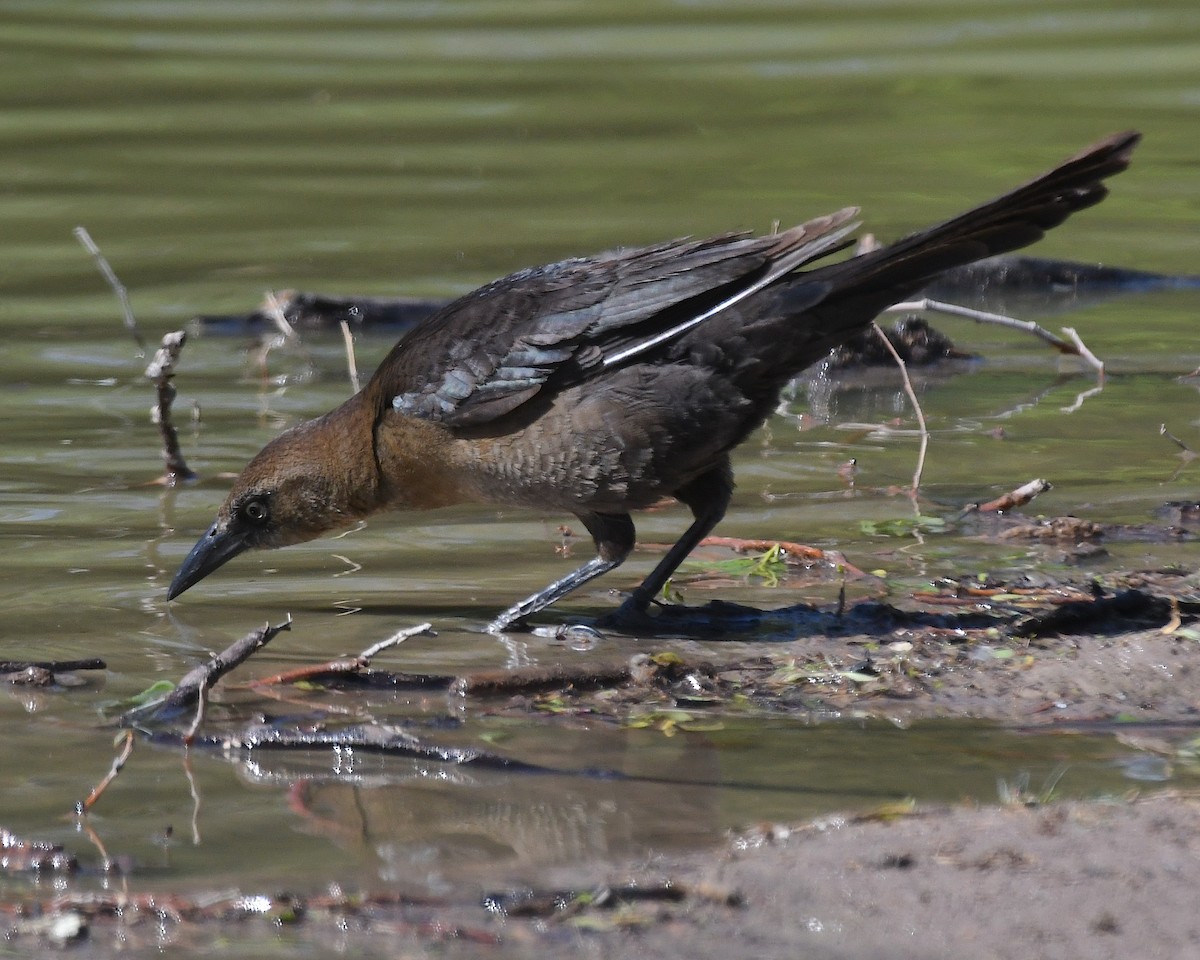 Great-tailed Grackle - ML617683306