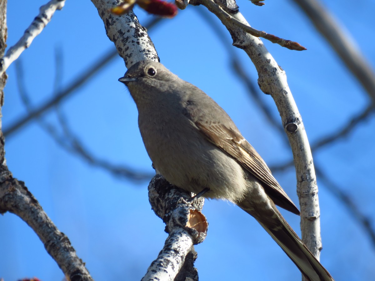 Townsend's Solitaire - ML617683339