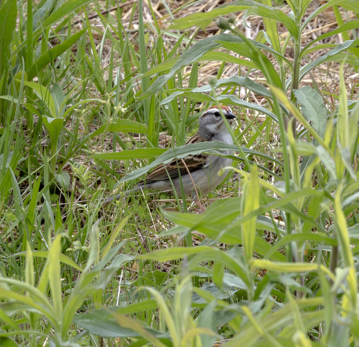 Chipping Sparrow - ML617683345