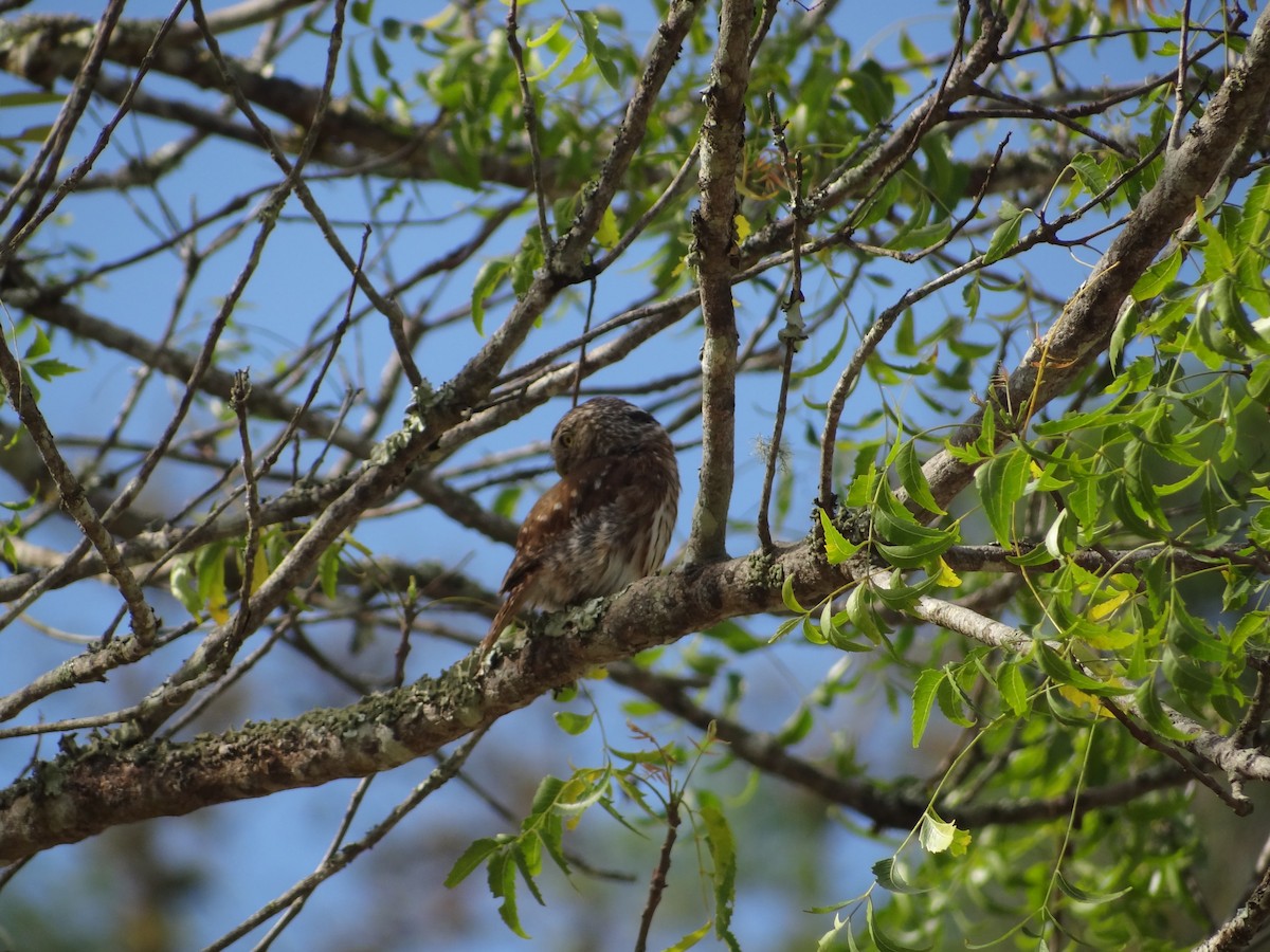 Peruvian Pygmy-Owl - ML617683365