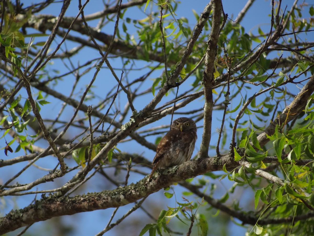 Peruvian Pygmy-Owl - ML617683372