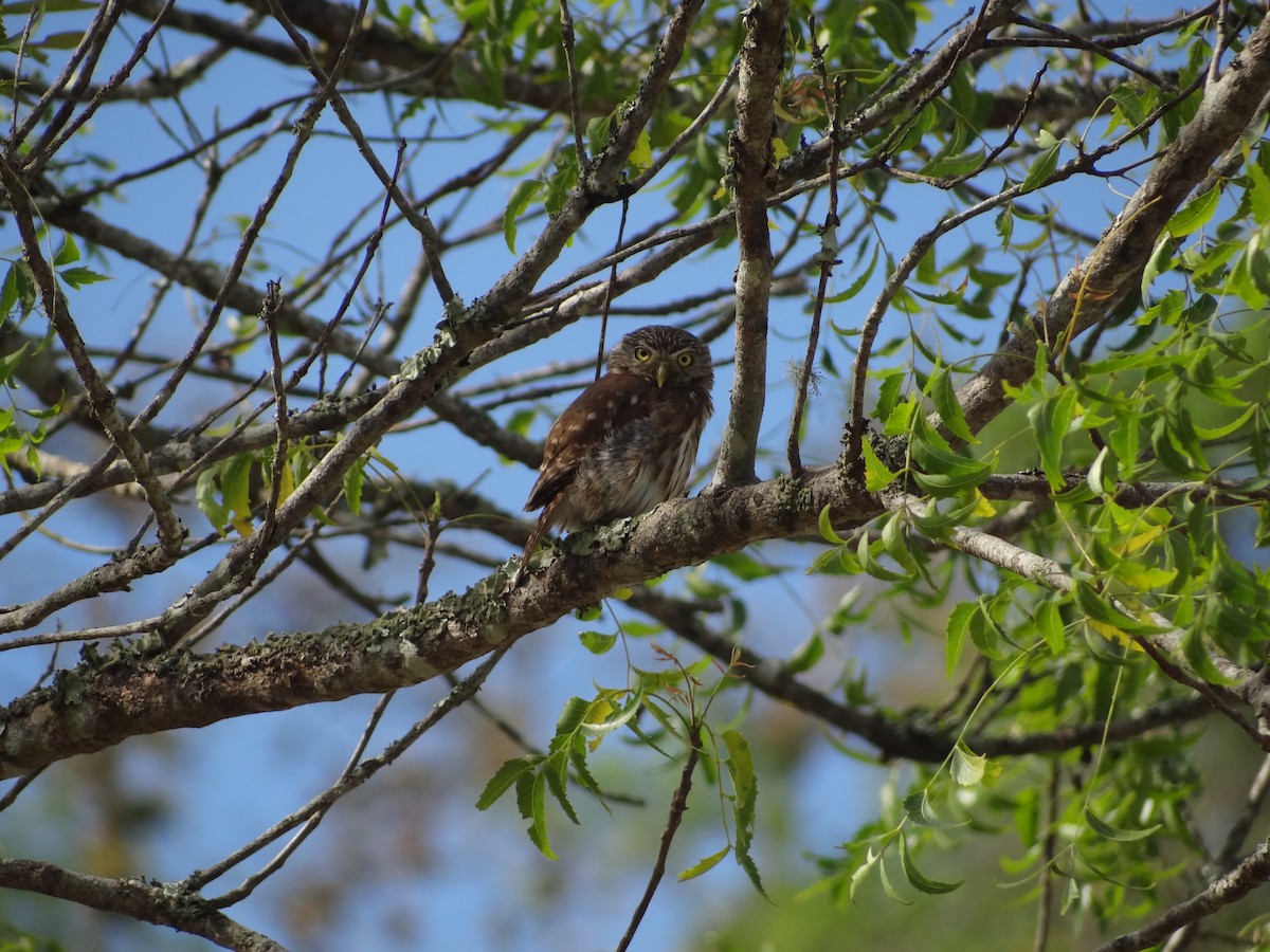 Peruvian Pygmy-Owl - ML617683373