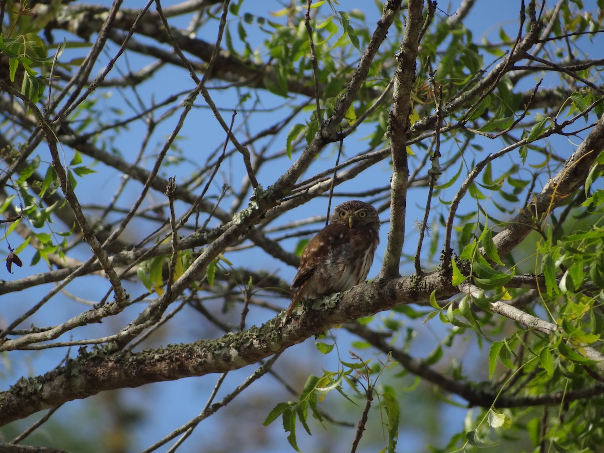 Peruvian Pygmy-Owl - ML617683374