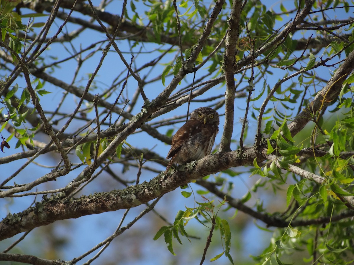 Peruvian Pygmy-Owl - ML617683375