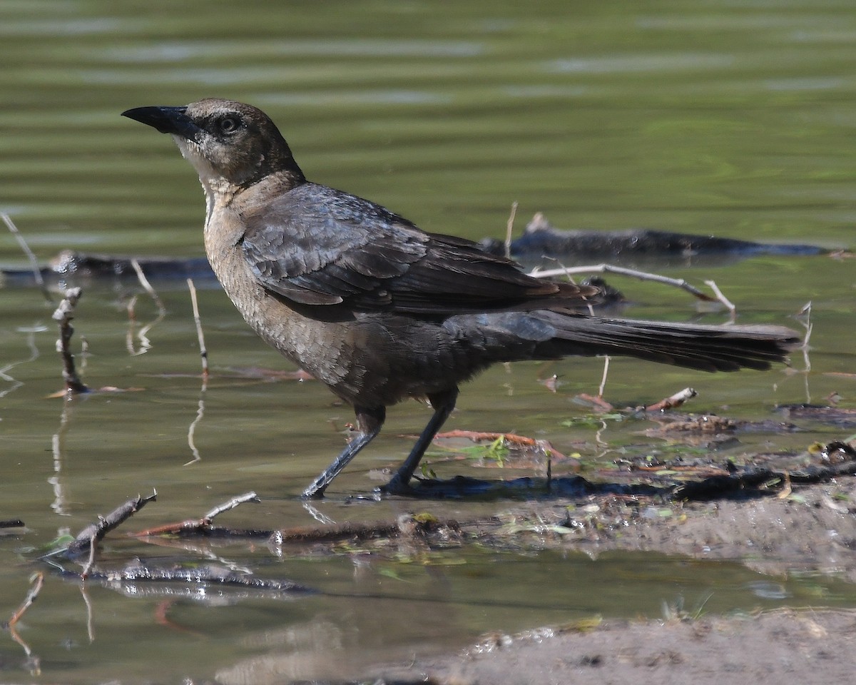 Great-tailed Grackle - ML617683399