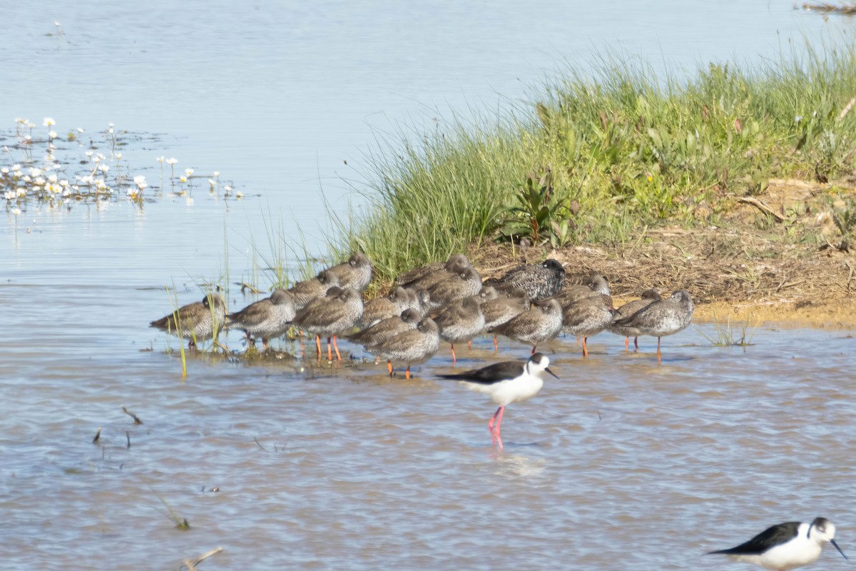 Spotted Redshank - ML617683426