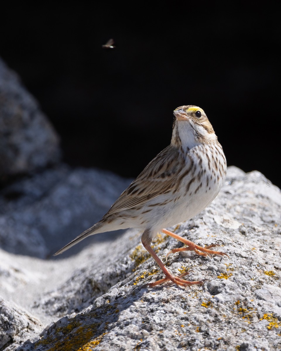 Savannah Sparrow (Ipswich) - Lyall Bouchard