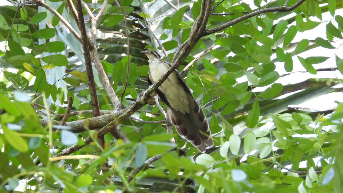 Pheasant Cuckoo - ML617683506