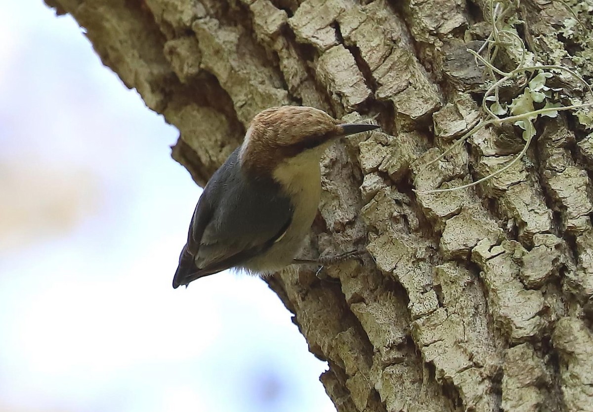 Brown-headed Nuthatch - ML617683580