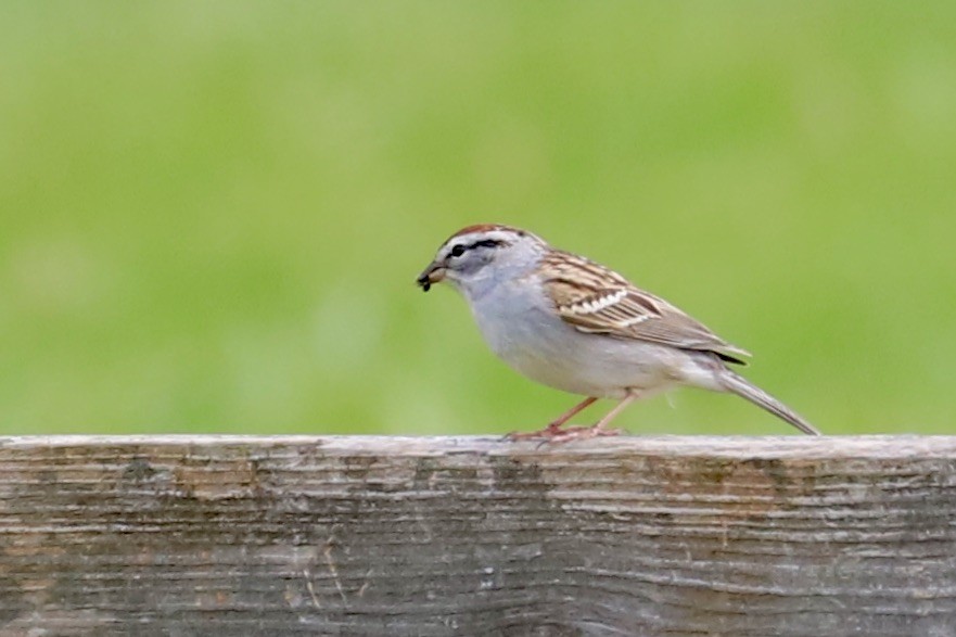 Chipping Sparrow - ML617683585