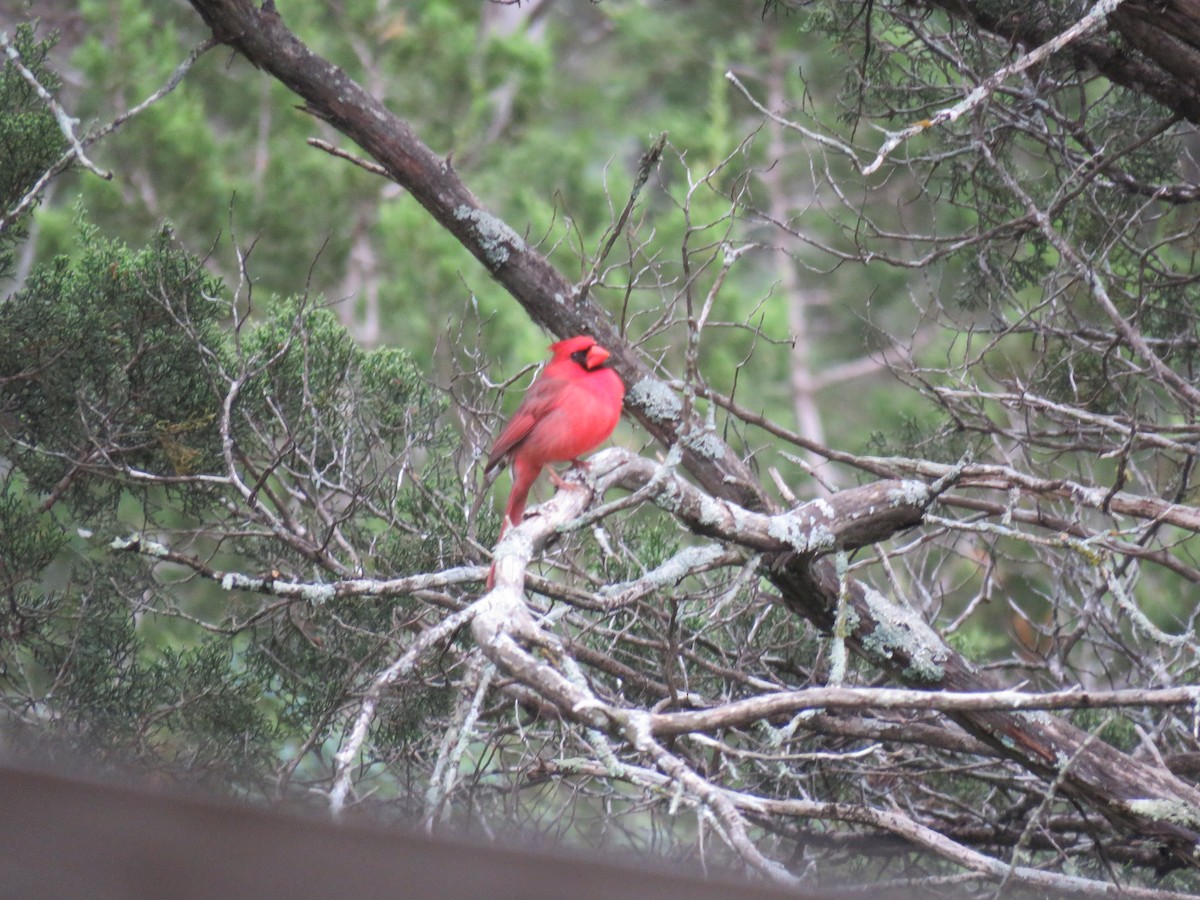 Northern Cardinal (Common) - Robert Reed