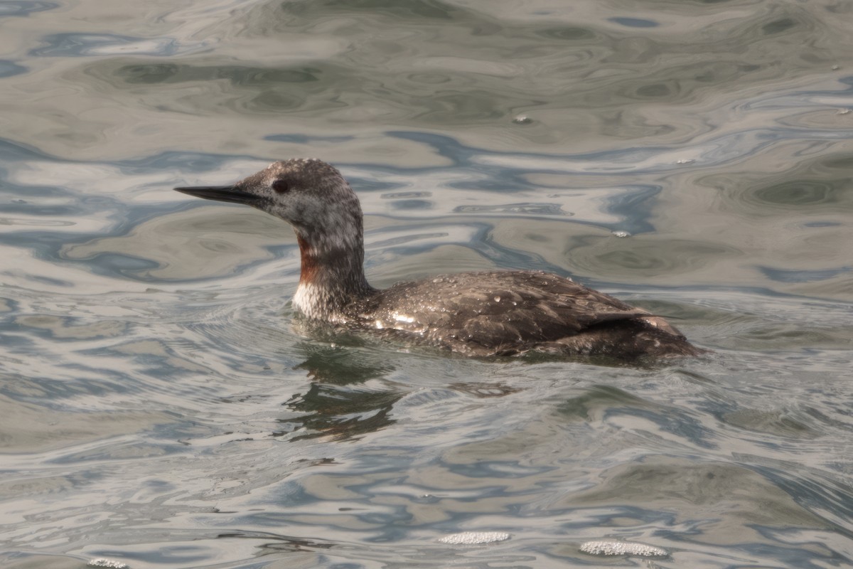 Red-throated Loon - Diana Byrne