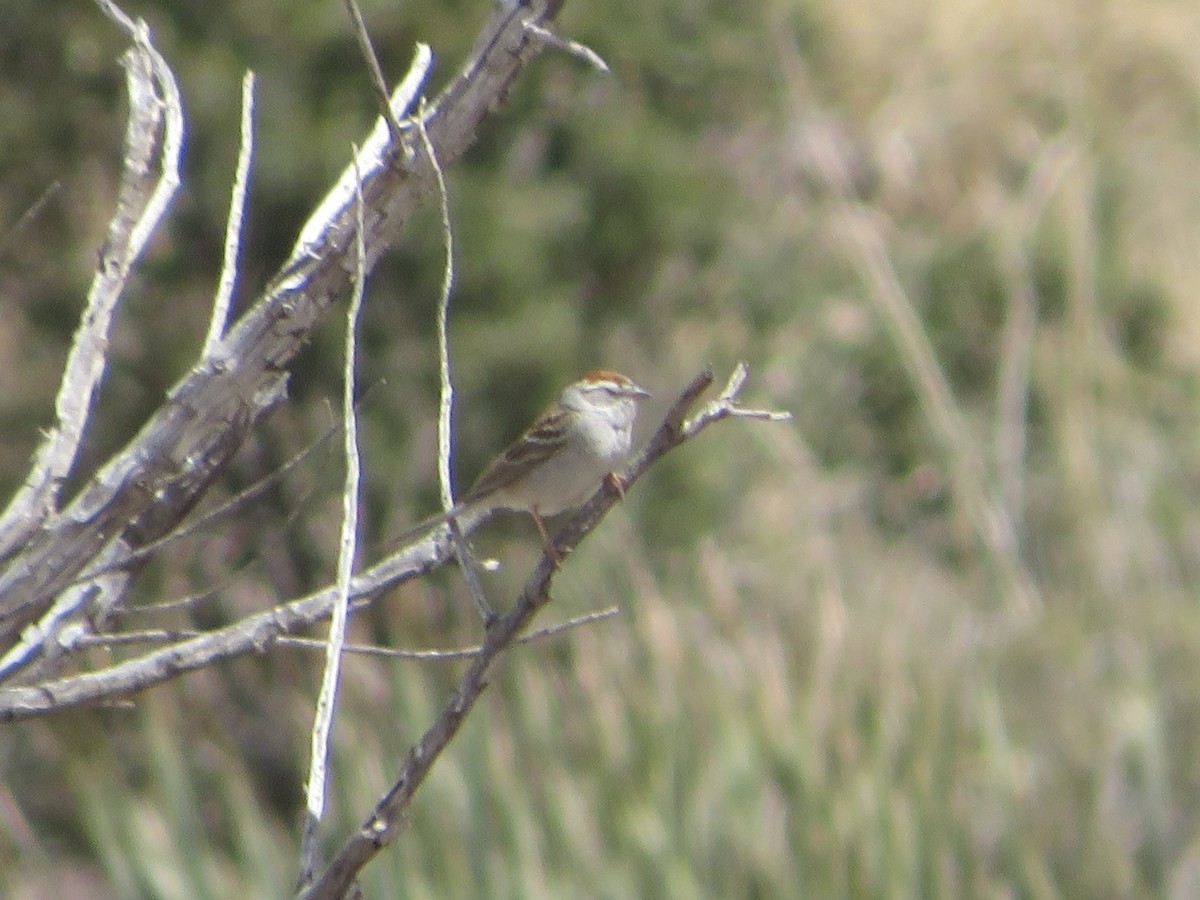 Chipping Sparrow - ML617683978