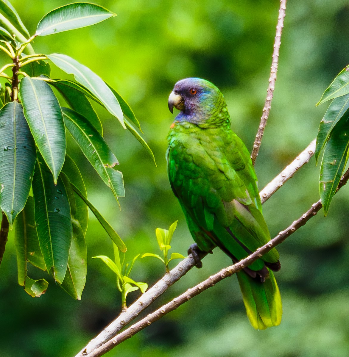 Red-necked Parrot - ML617684156