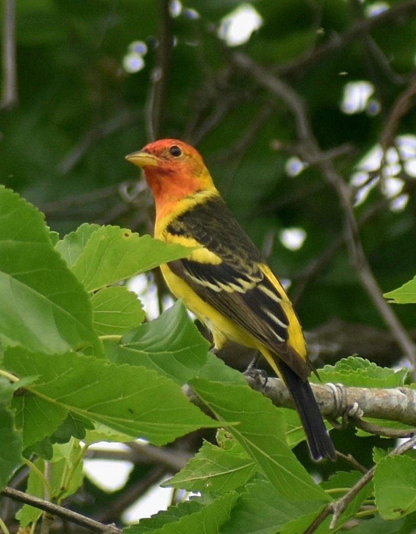 Western Tanager - ML617684209