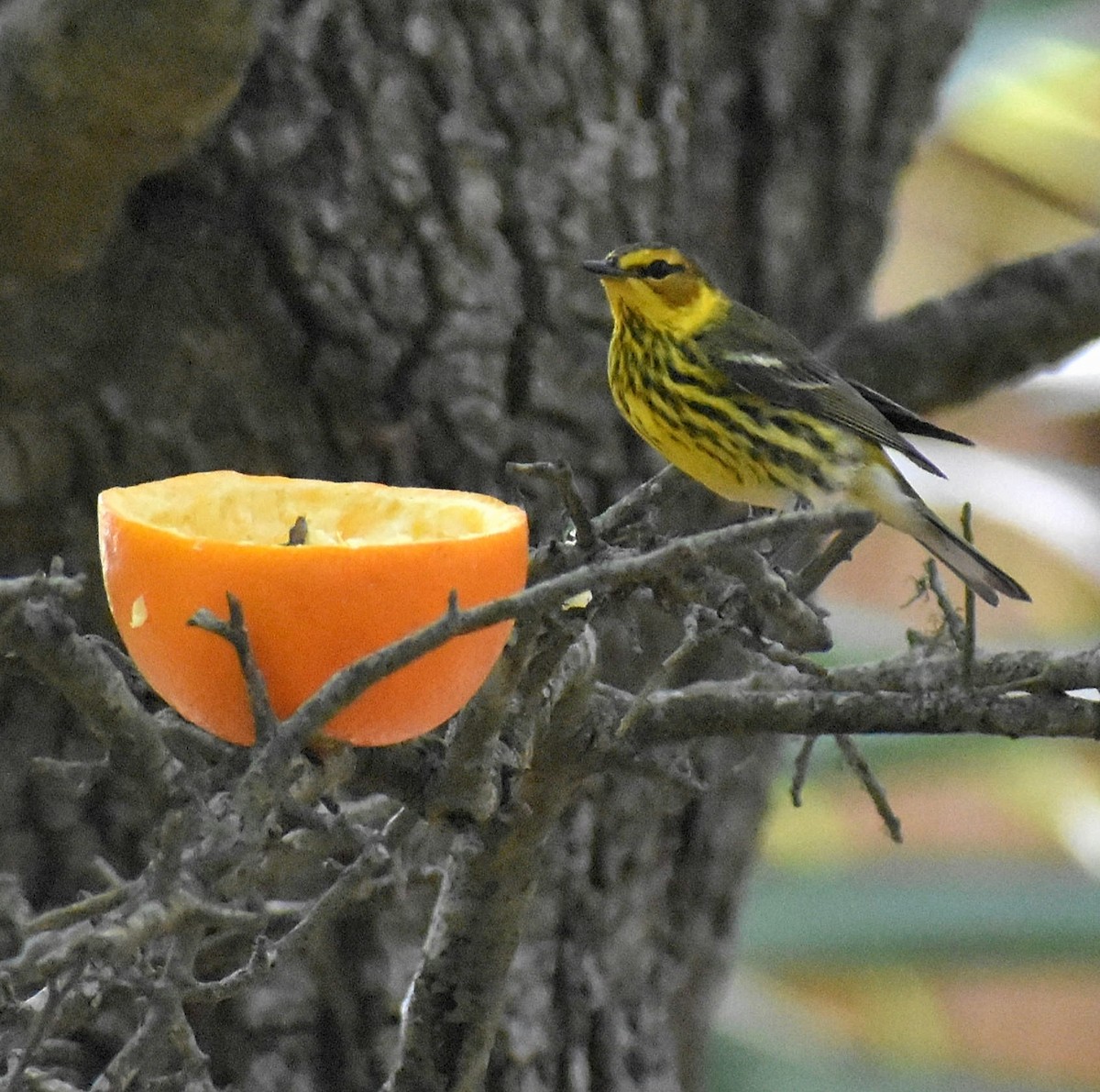 Cape May Warbler - ML617684241