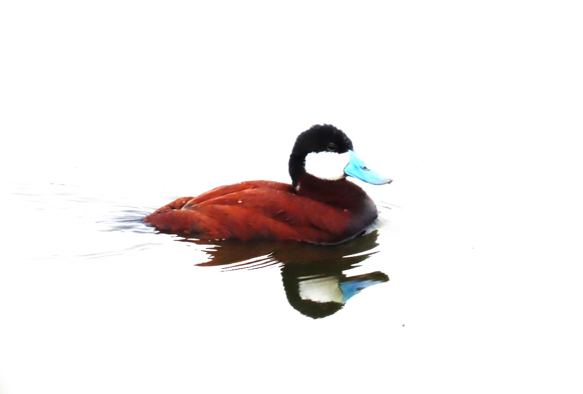 Ruddy Duck - Maggie Smith