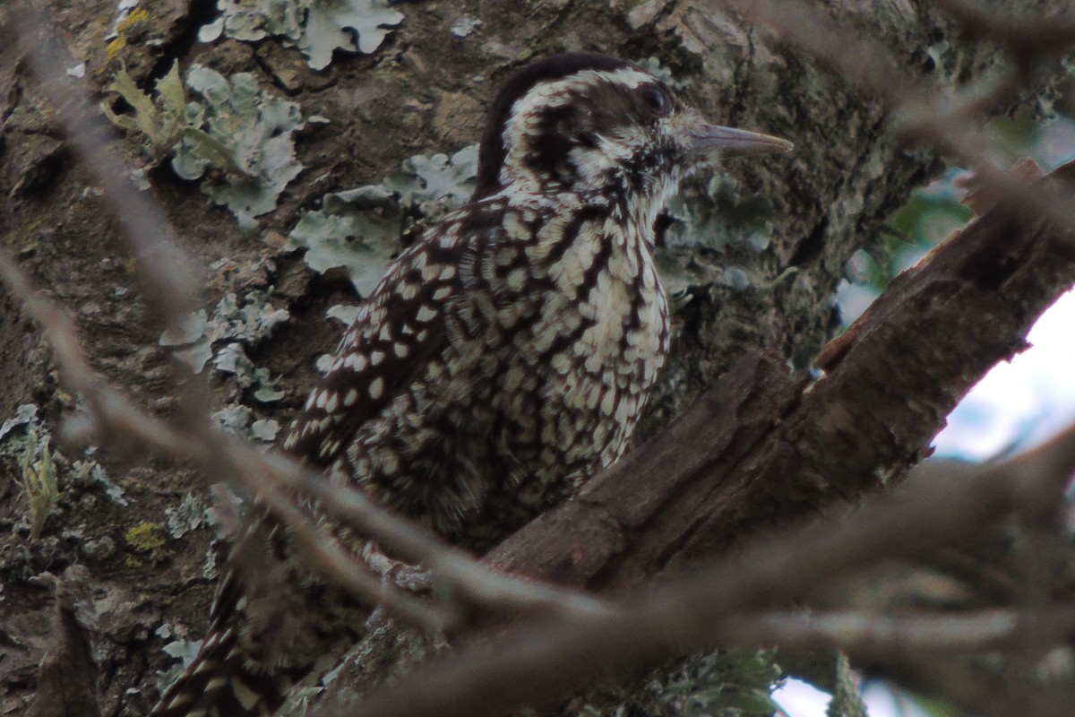 Checkered Woodpecker - Martin Lopez