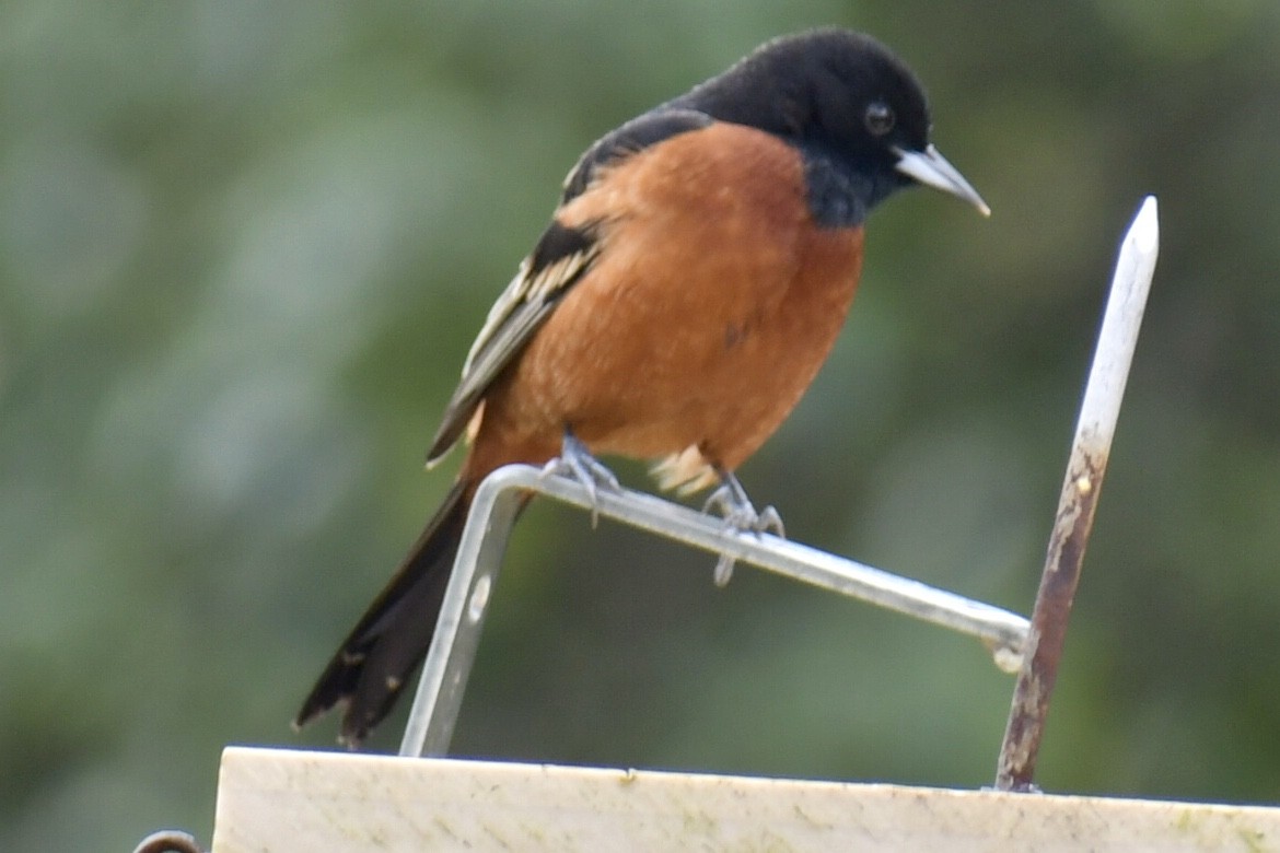 Orchard Oriole - ML617684390